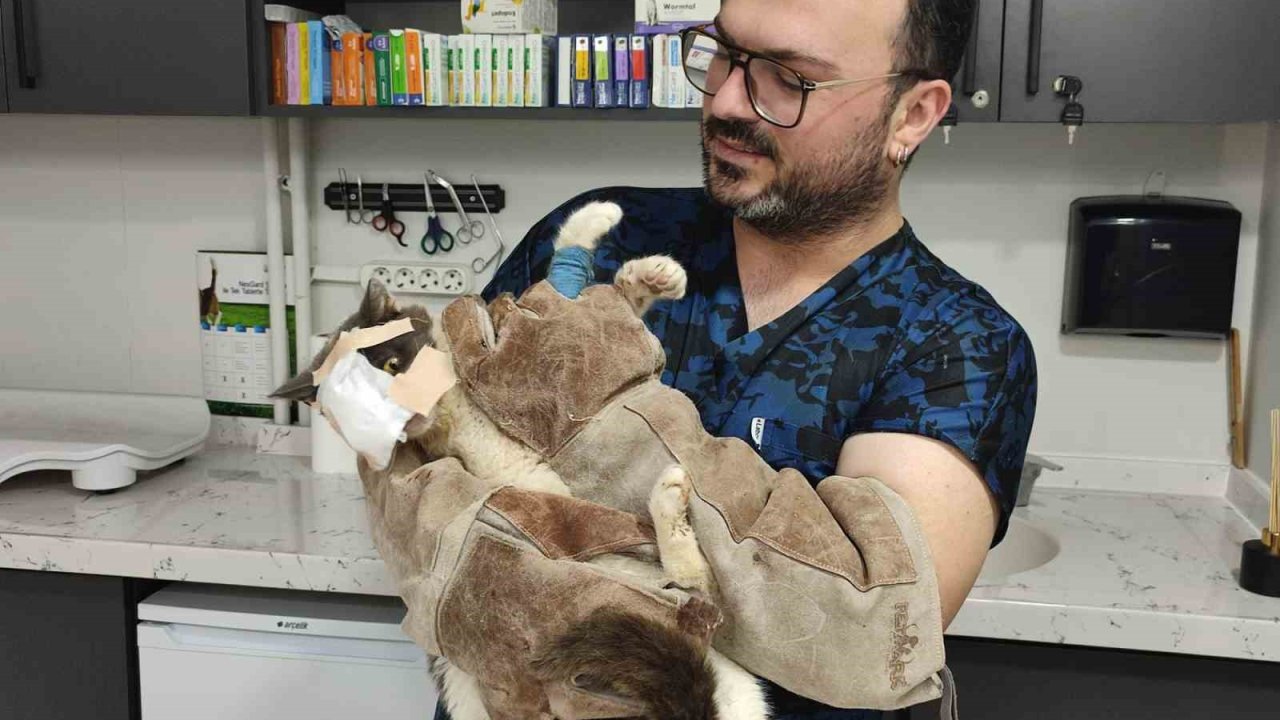 Keşan’da yüzündeki tümör alınan kedinin yüzüne canlı deri flebi taşındı