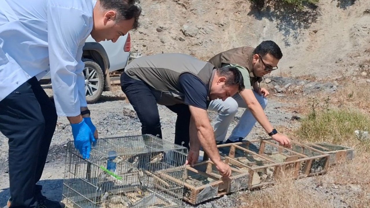 Kahramanmaraş’ta kaçak saka kuşu avına operasyon: 175 kuş kurtarıldı