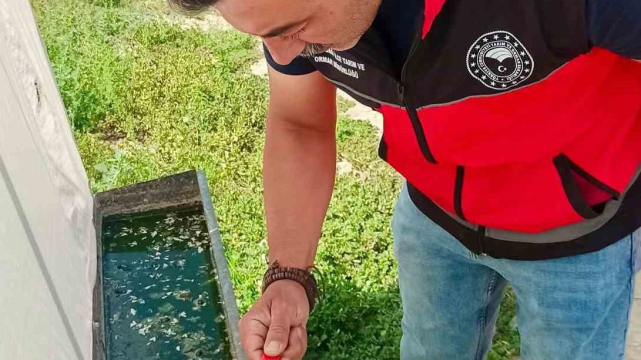 Haziran böceğiyle mücadele sürüyor