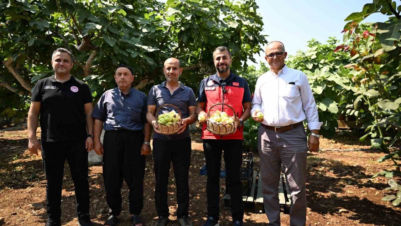 Kahramanmaraş’ta Abbas inciri hasadı