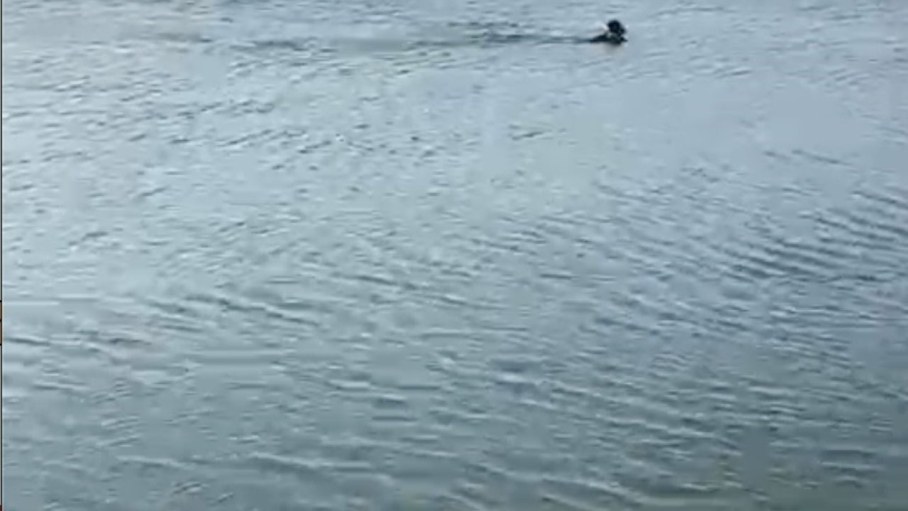 Serinlemek için girdiği göletten cansız bedeni çıktı
