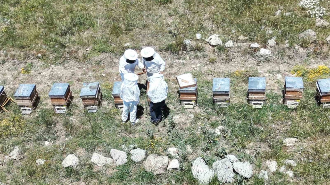 Erzincan’da kovanlar bal doldu, arıcılar hasadı bekliyor