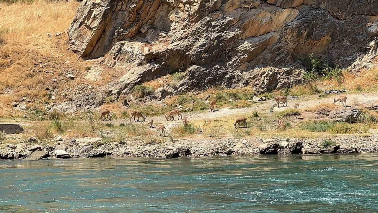 Elazığ’da dağ keçileri sürü halinde görüntülendi