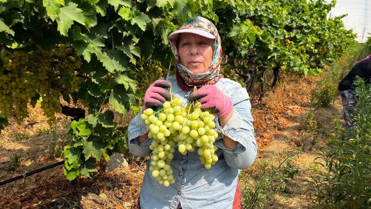 Buldan’da sezonun ilk üzüm hasadı gerçekleştirildi