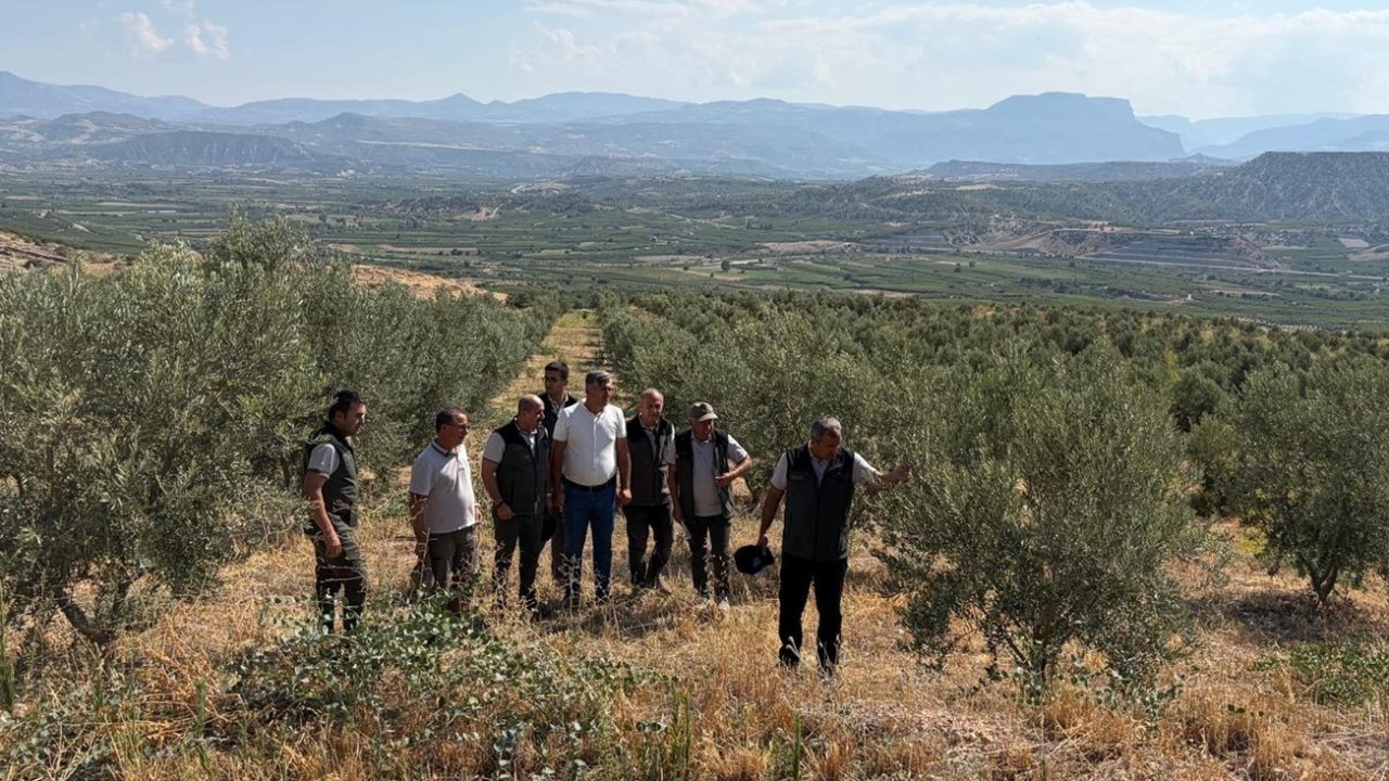 Zeytin ağaçlandırması orman köylüsüne gelir kapısı oluyor