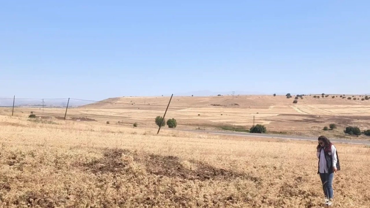 Ağın’da tüylü nohut hasadı devam ediyor