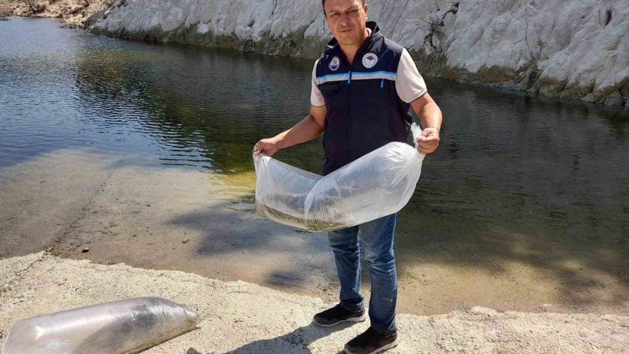 Soma’da baraj ve göletlere 250 bin yavru sazan bırakıldı