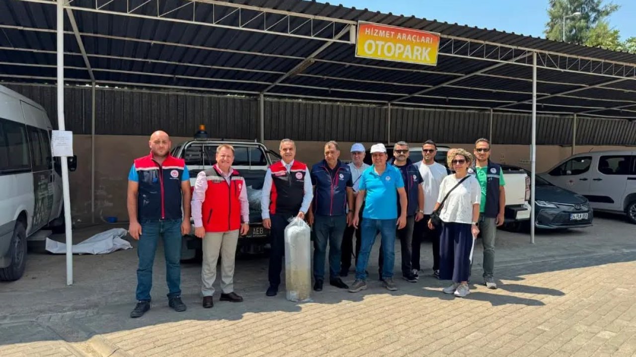 Aydın’da 535 bin sazan suyla buluştu