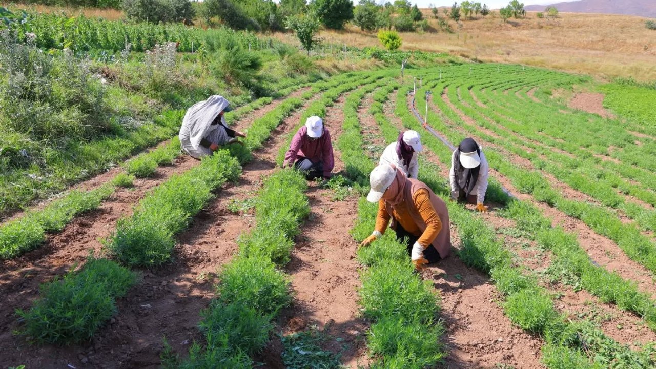 Bayburt’ta tarhun hasadı başladı