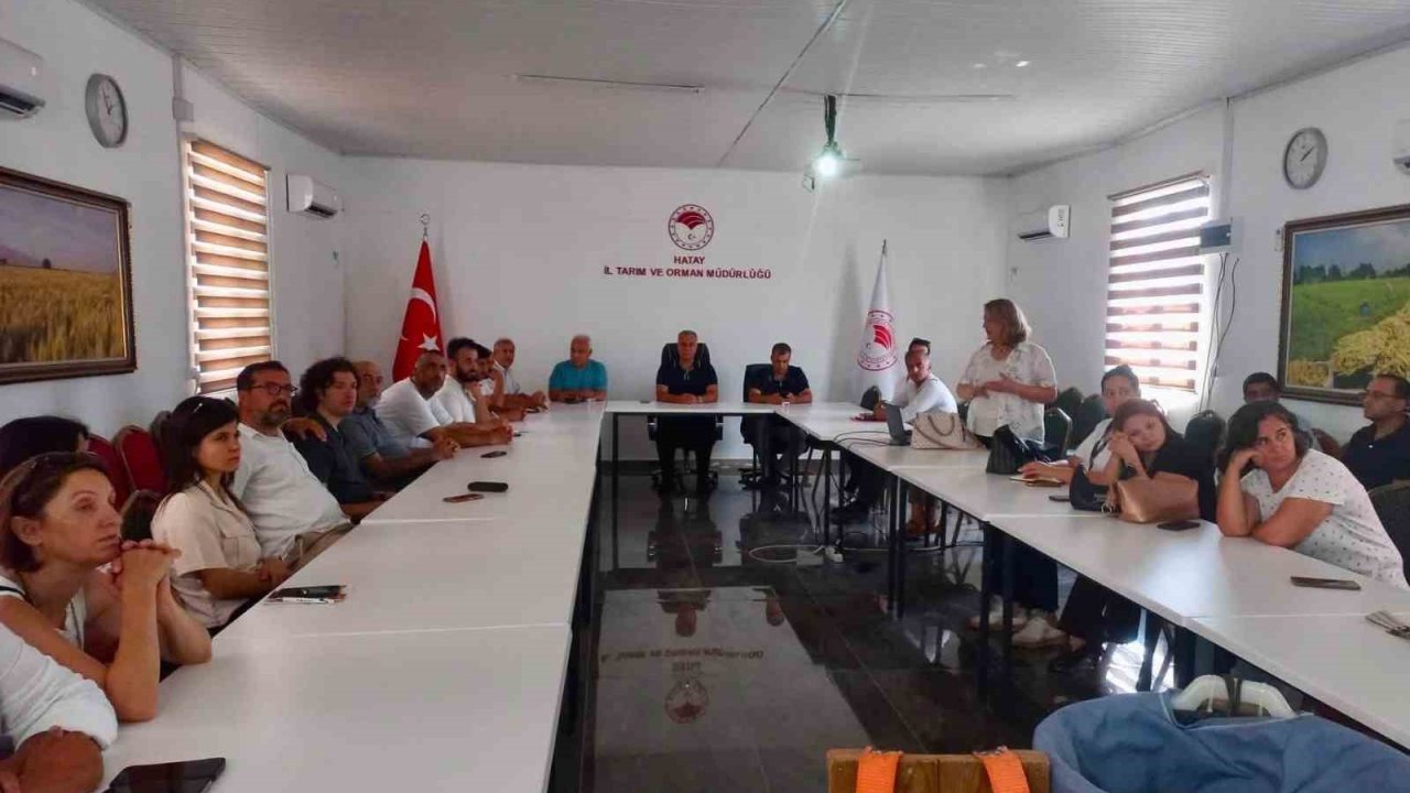 Hatay’da turunçgillerde doğru hasat uygulamaları anlatıldı