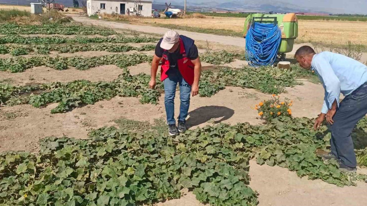 Ürün verim ve rekolte tahmin çalışmaları sürüyor