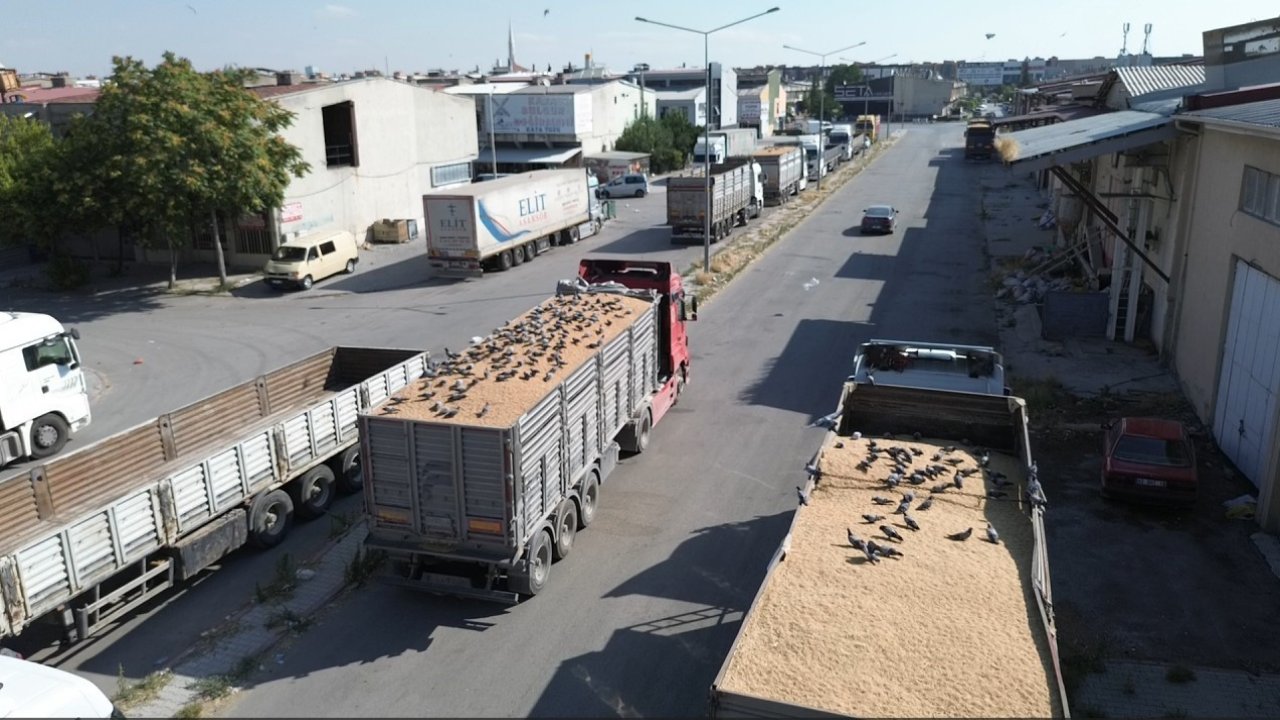Buğday pazarında güvercinler de nasibini alıyor