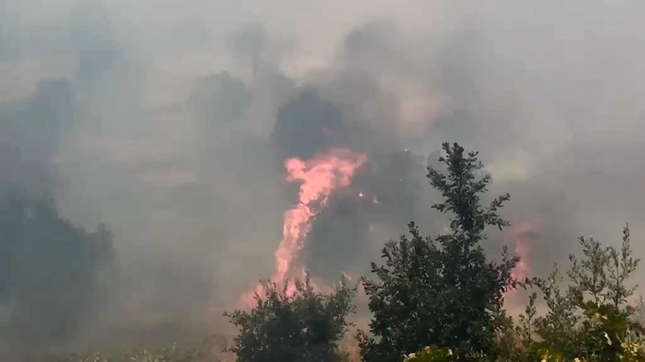 Diyarbakır’da örtü ve orman yangınında geniş alan zarar gördü