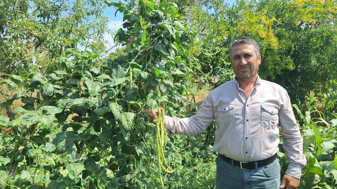 Börülce üreticisinin yüzü gülüyor
