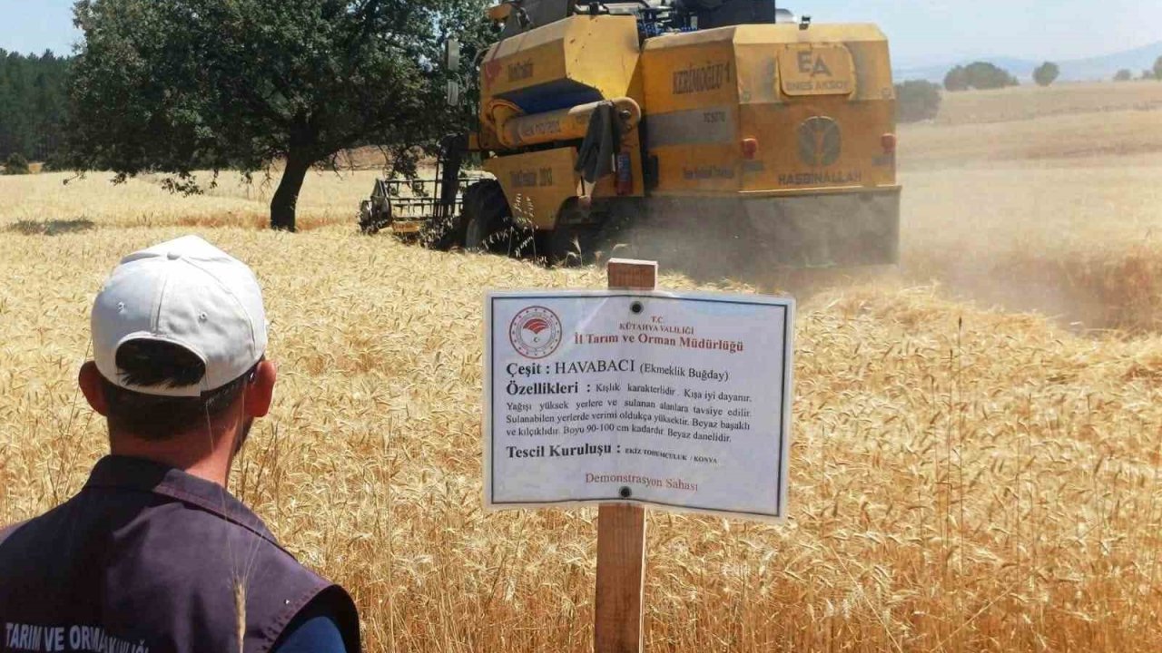 Çavdarhisar’da yerli ve milli arpa ile buğday çeşitlerinin hasadı yapıldı