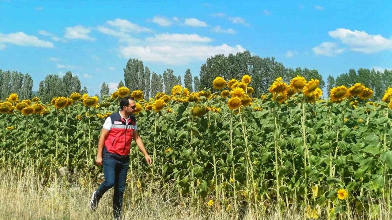 Çavdarhisar’da çerezlik ayçiçeği projesinde arazi kontrolleri