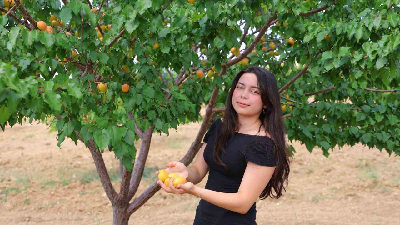 Susuz bölgede 500 kayısı ağacı yetiştirip 4 ton verim aldı, proje Türkiye birinciliği getirdi