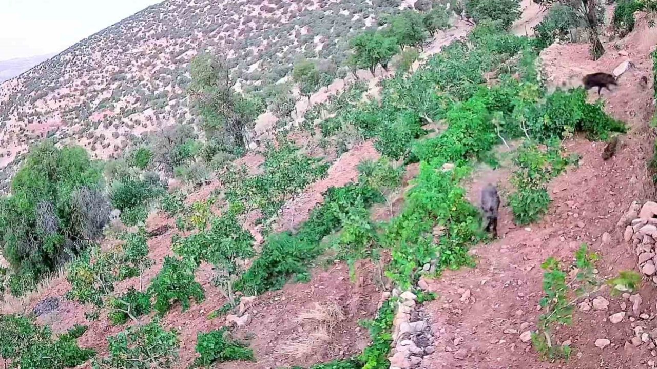 Gercüş’te domuz sürüsü bağ ve fıstık bahçelerine zarar verdi