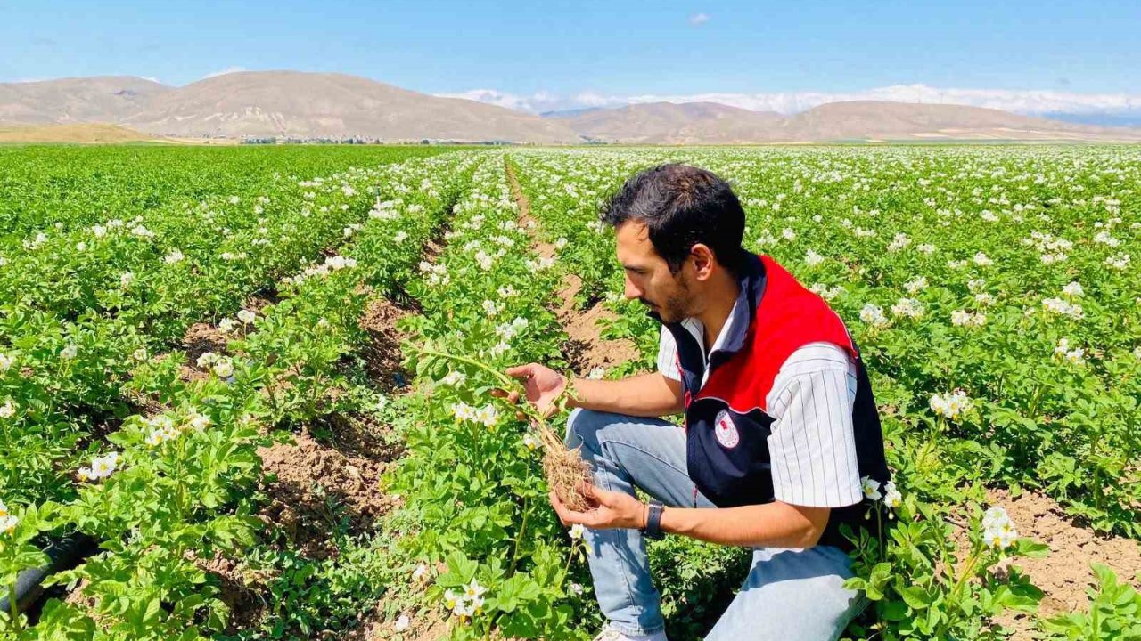 Bayburt’ta patates üretim alanları hastalık ve zararlılara karşı denetlendi