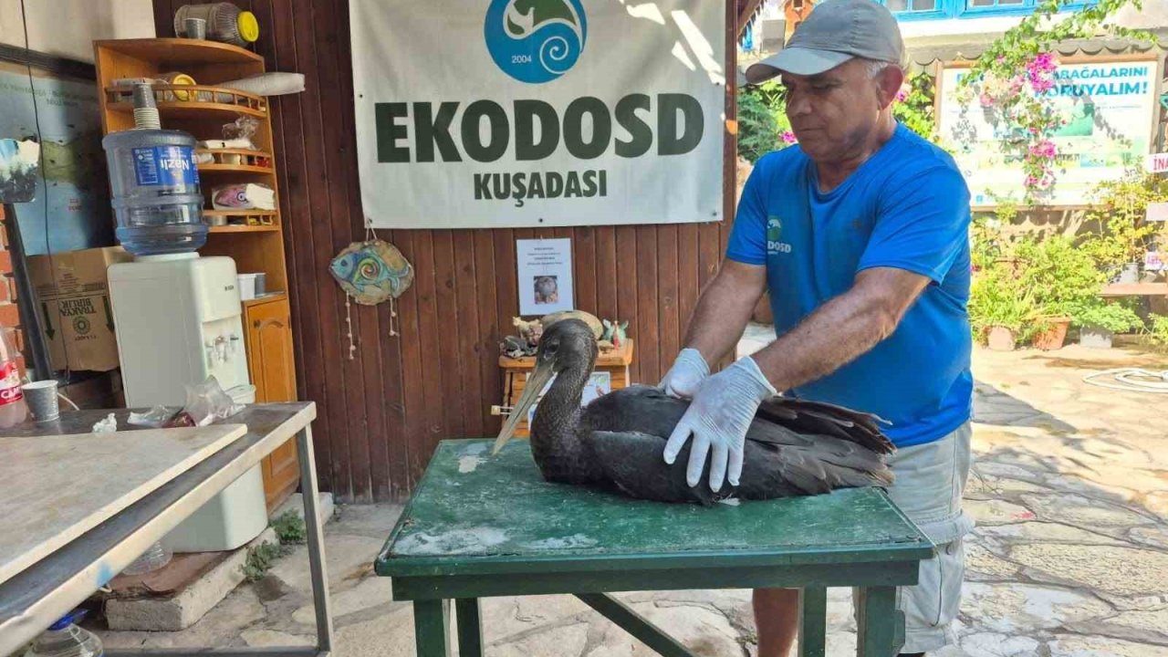 Nadir görülen karaleylek Sazlı’da yaralı halde bulundu