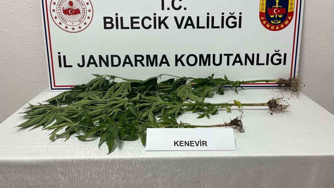 Bilecik’te yasadışı kenevir ekimi ortaya çıkarıldı