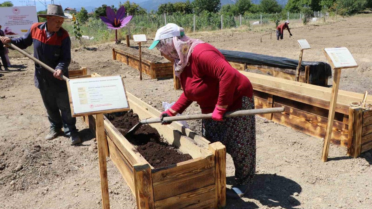 "Dünyanın en pahalı baharatı" köstebeklerden korunacak