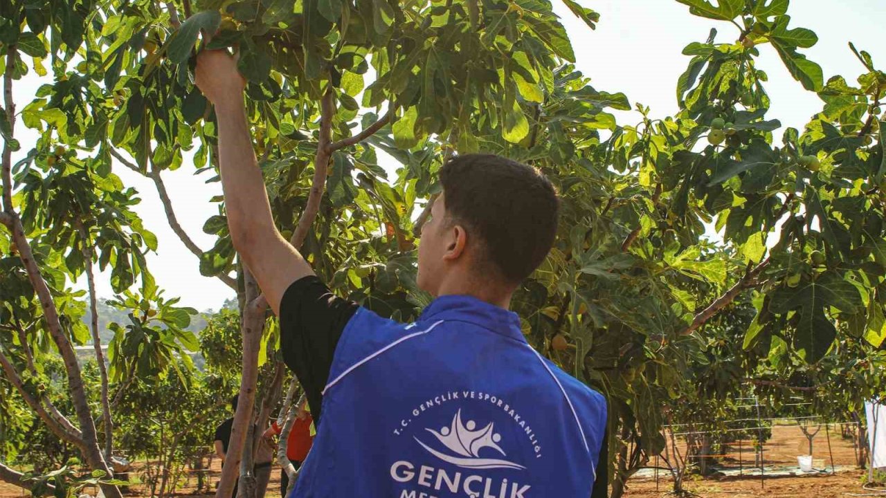 Germencik’te gönüllü gençler incir hasadına katıldı