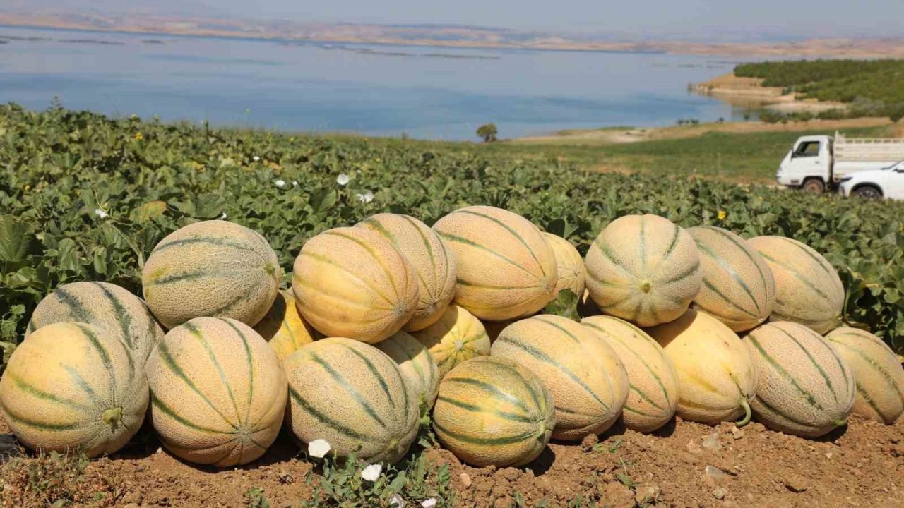 Elazığ’da yaklaşık 20 ton kavun hasadı bekleniyor