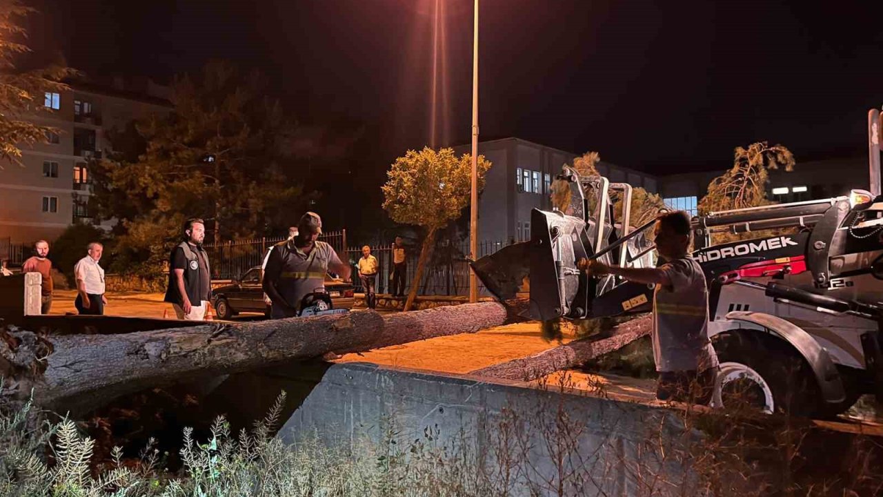 Çorum’da rüzgarın şiddetine dayanamayan ağaç yola devrildi