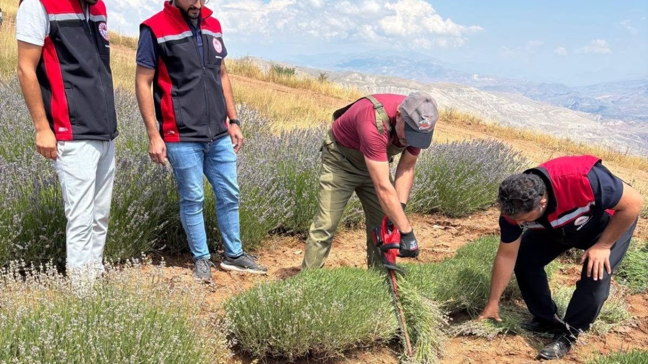 Kemah’ta mor bereket: Lavanta hasadı başladı