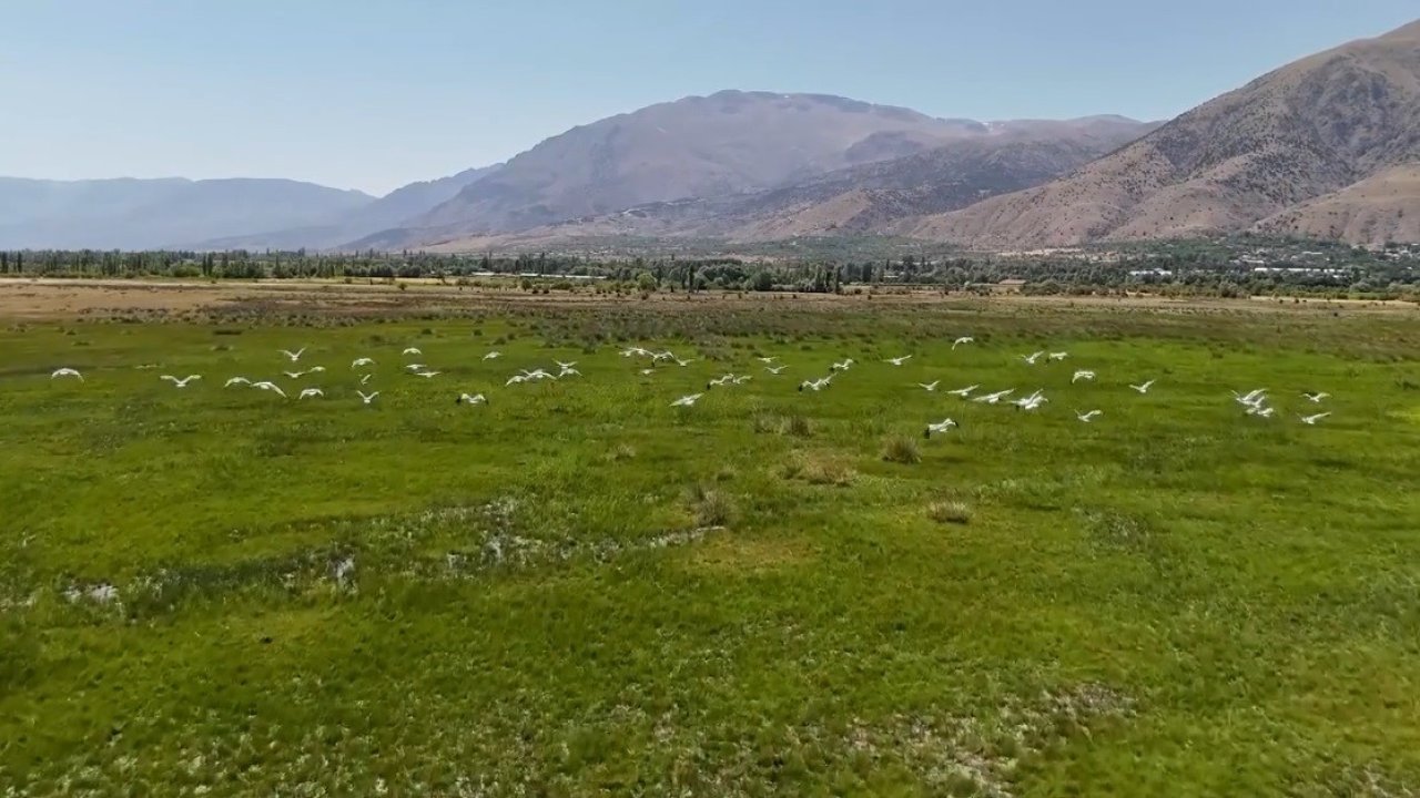 Göç yolundaki leyleklerin Erzincan molası havadan görüntülendi