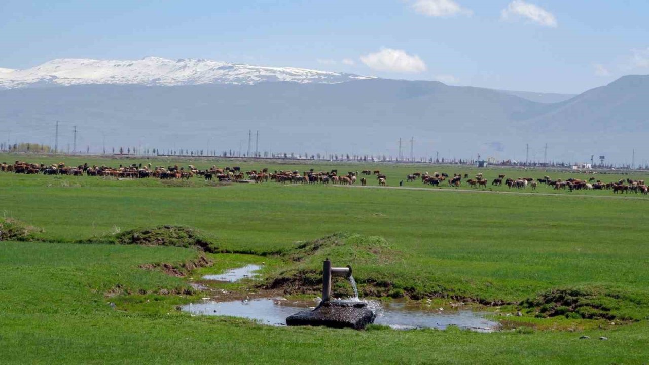 1933’te Danimarka gözünü Erzurum ve Kars’a çevirdi: Hedefleri süt üretimi yapmaktı