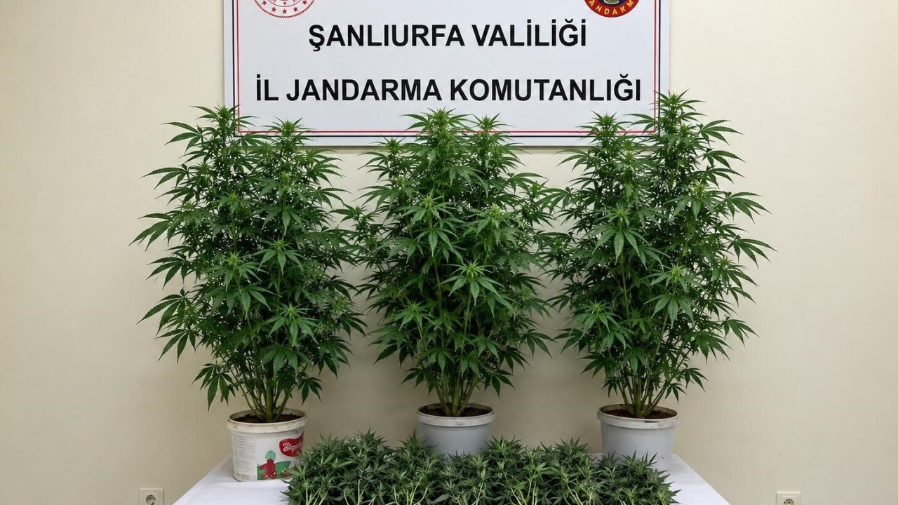 Bozova’da 13 kenevir bitkisi ele geçirildi