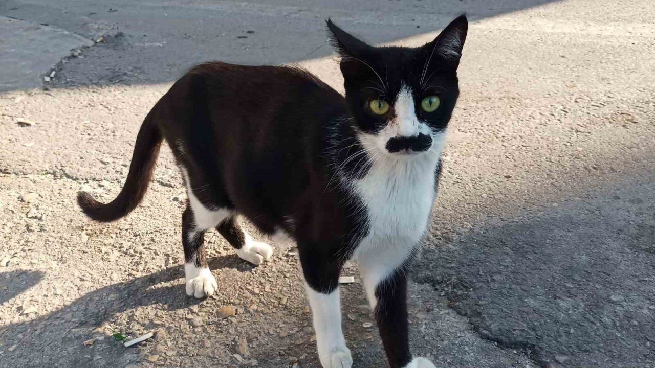 "Pala bıyıklı kedi" görenlerin dikkatini çekiyor