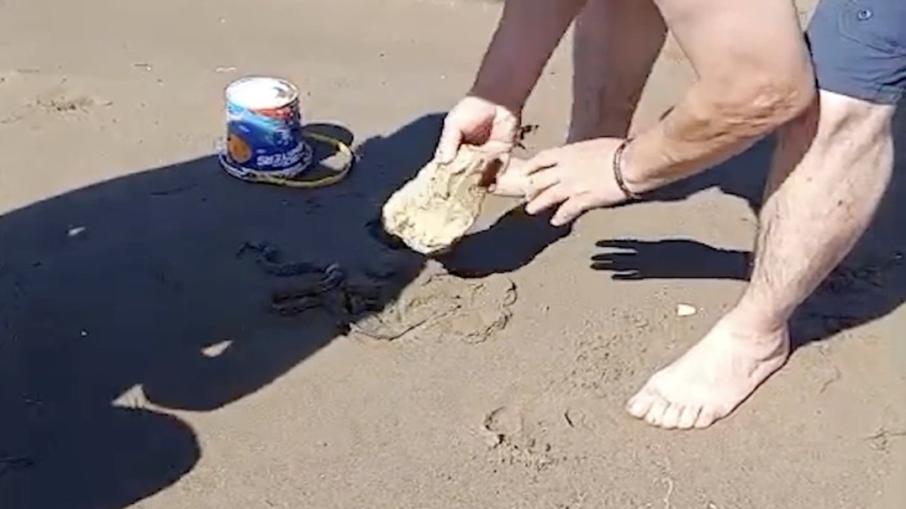 Plajda görülen yılan vatandaşlara panik yaşattı