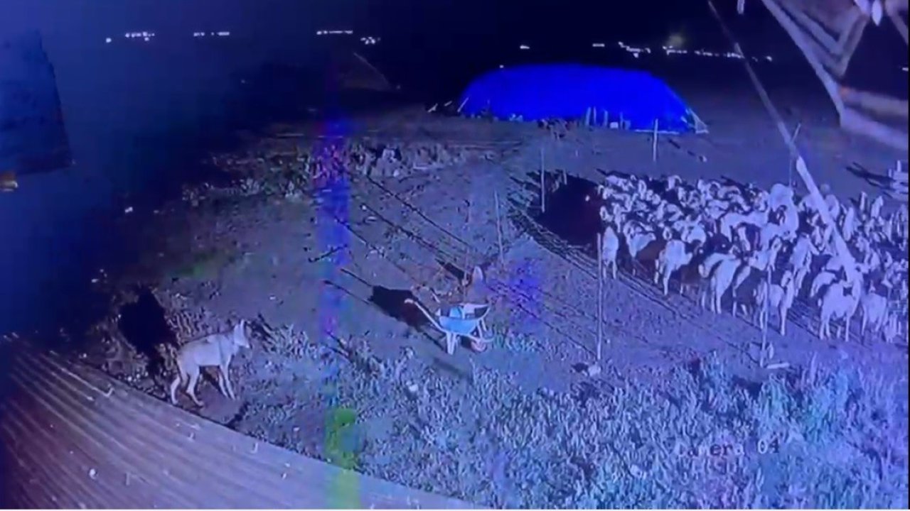 Kars’ta gece yarısı yerleşim yerine inen kurt güvenlik kamerasında