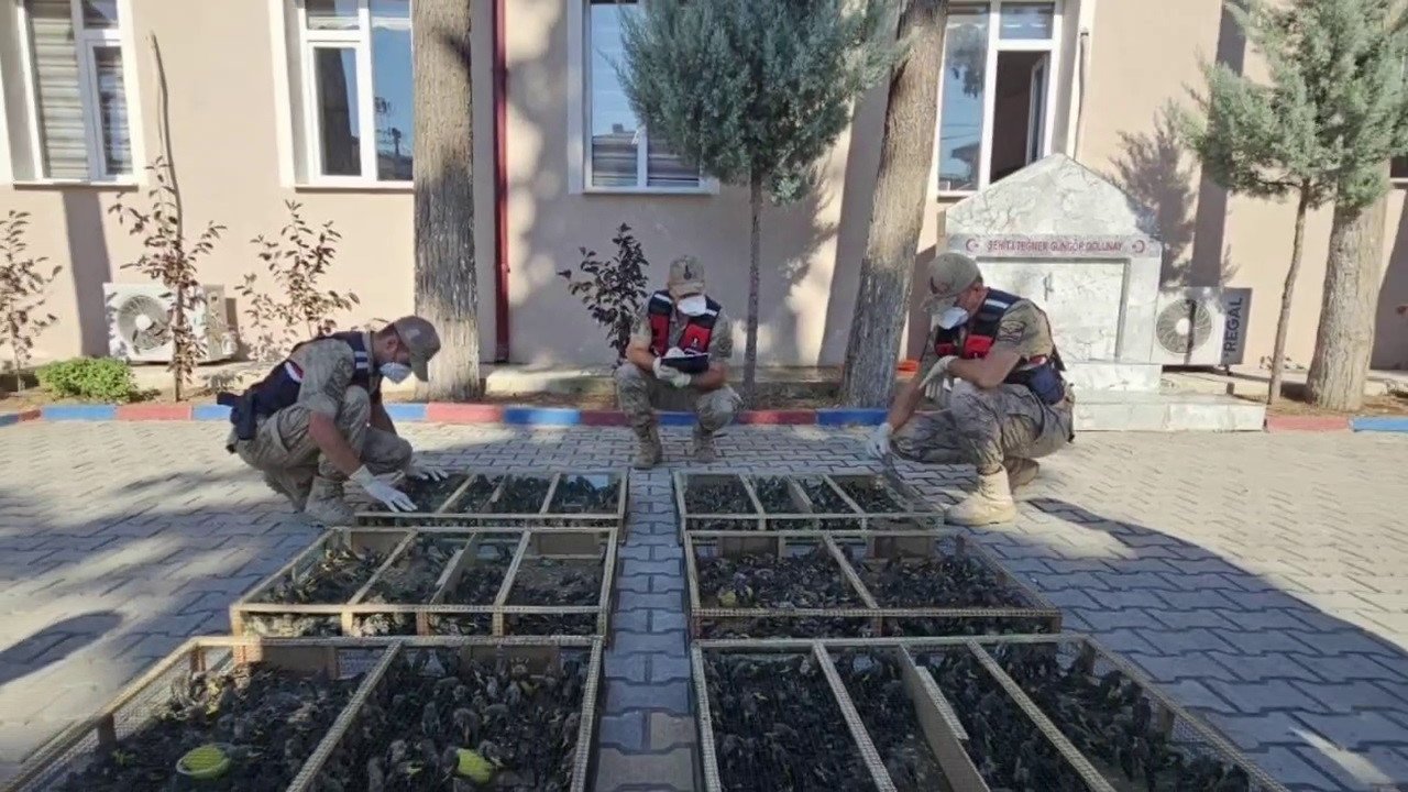 Suriye’ye geçirilmek istenen 2 bin 114 saka kuşuna 19 milyon 871 bin TL ceza