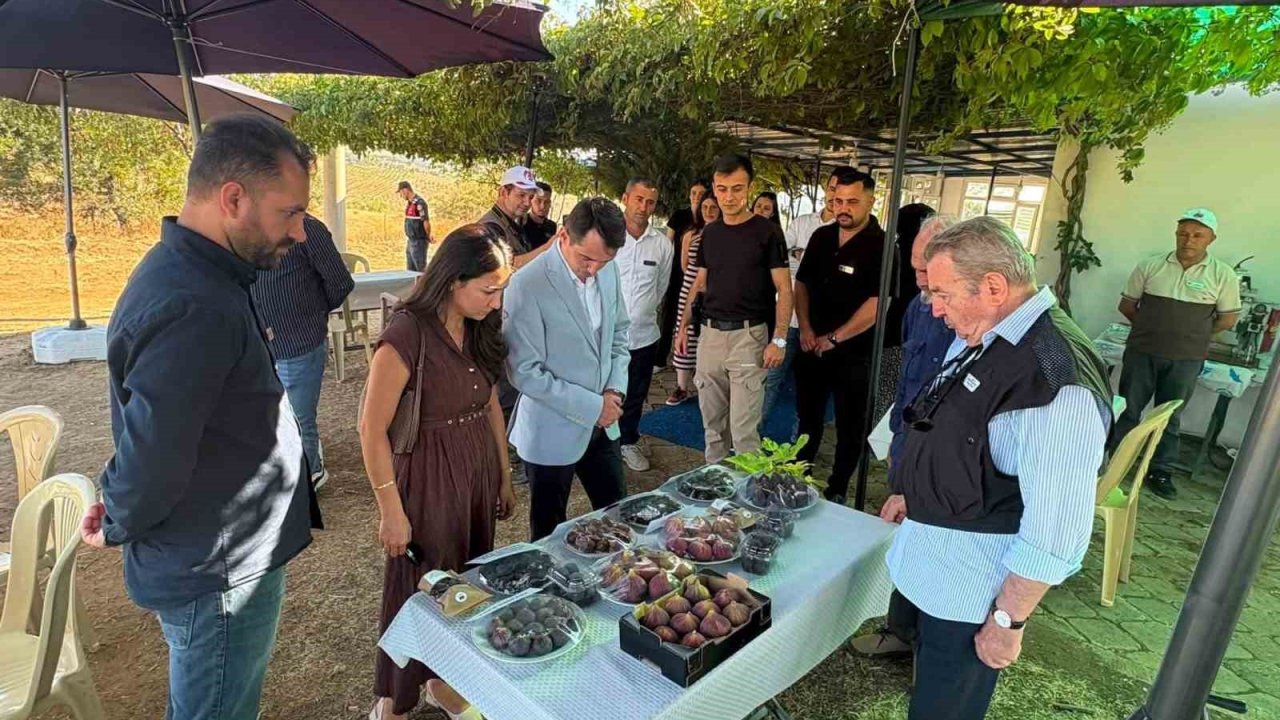 Gördes’te incir üretimi için umut veren çalışma