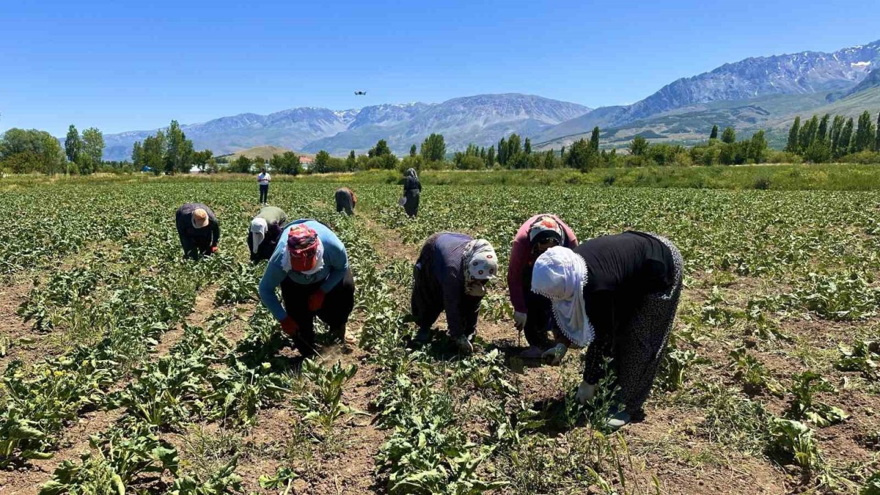 Sıcakta alın teriyle pancar çapalıyorlar