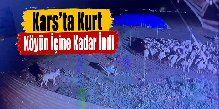 Kars’ta gece yarısı yerleşim yerine inen kurt güvenlik kamerasında