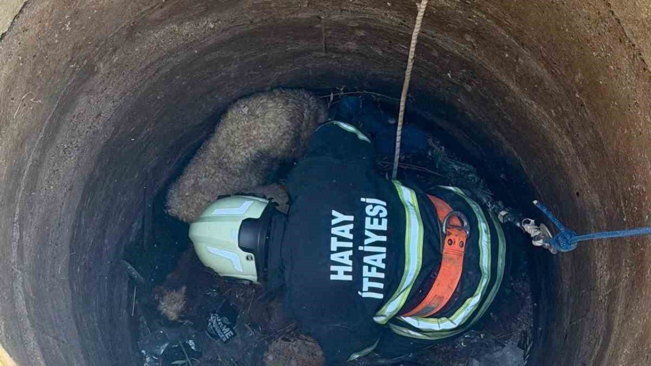 Antakya’da kuyuya düşen 2 koyun kurtarıldı