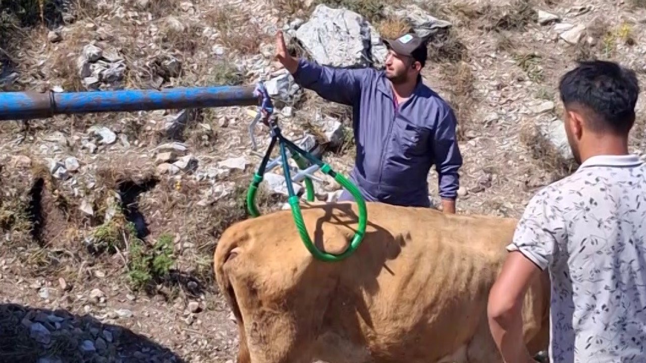 Çukura düşen hamile ineği önce serinletti, sonra kurtardı