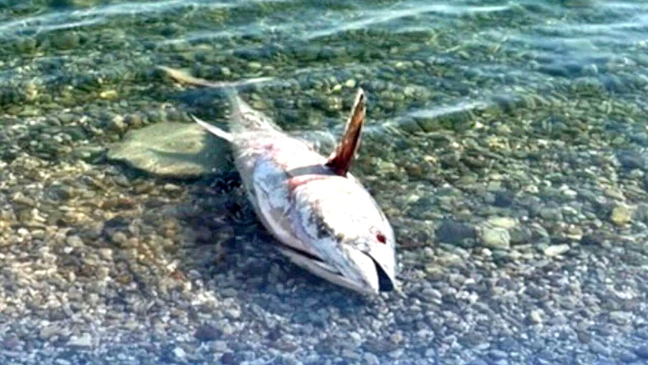 Çeşme ve Karaburun’da yeniden orkinos ölümleri görülmeye başladı