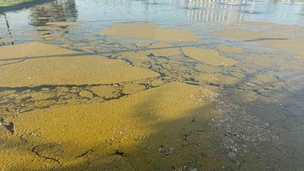 Iğdır Millet Bahçesi’ndeki süs havuzunda kirlilik tepki çekiyor