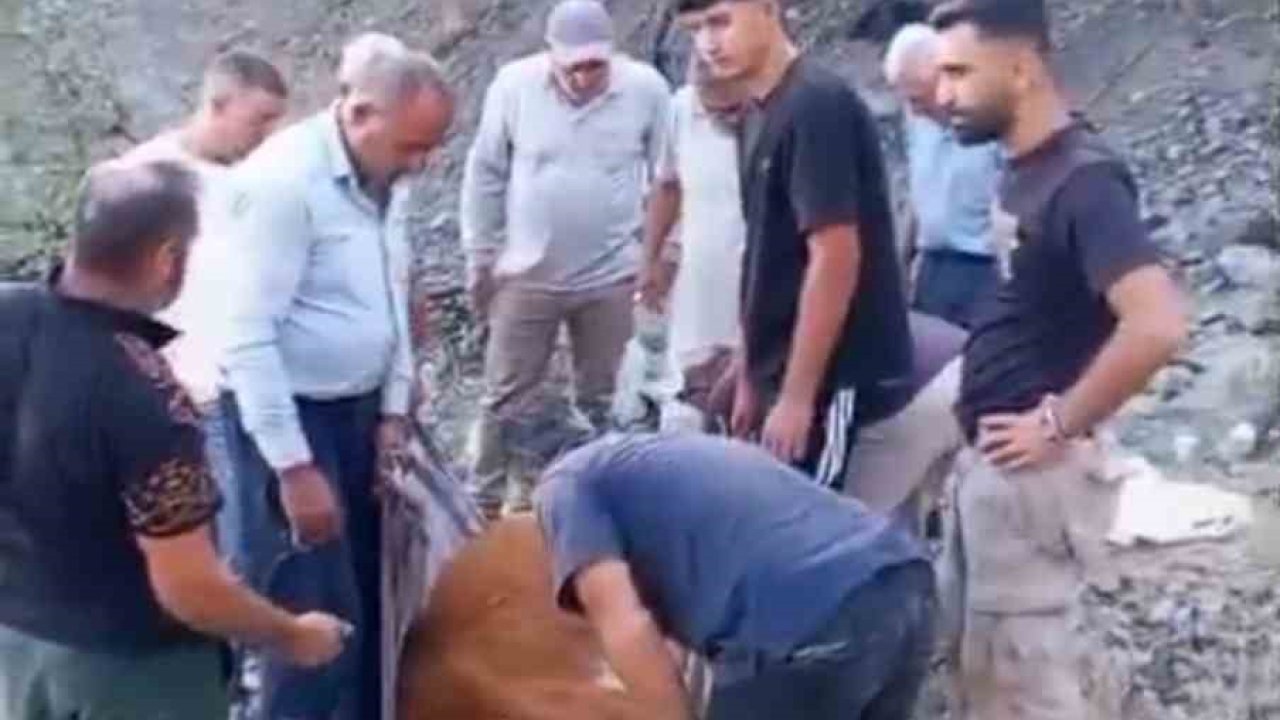 Siirt’te dağda mahsur kalan büyükbaş hayvan telef oldu