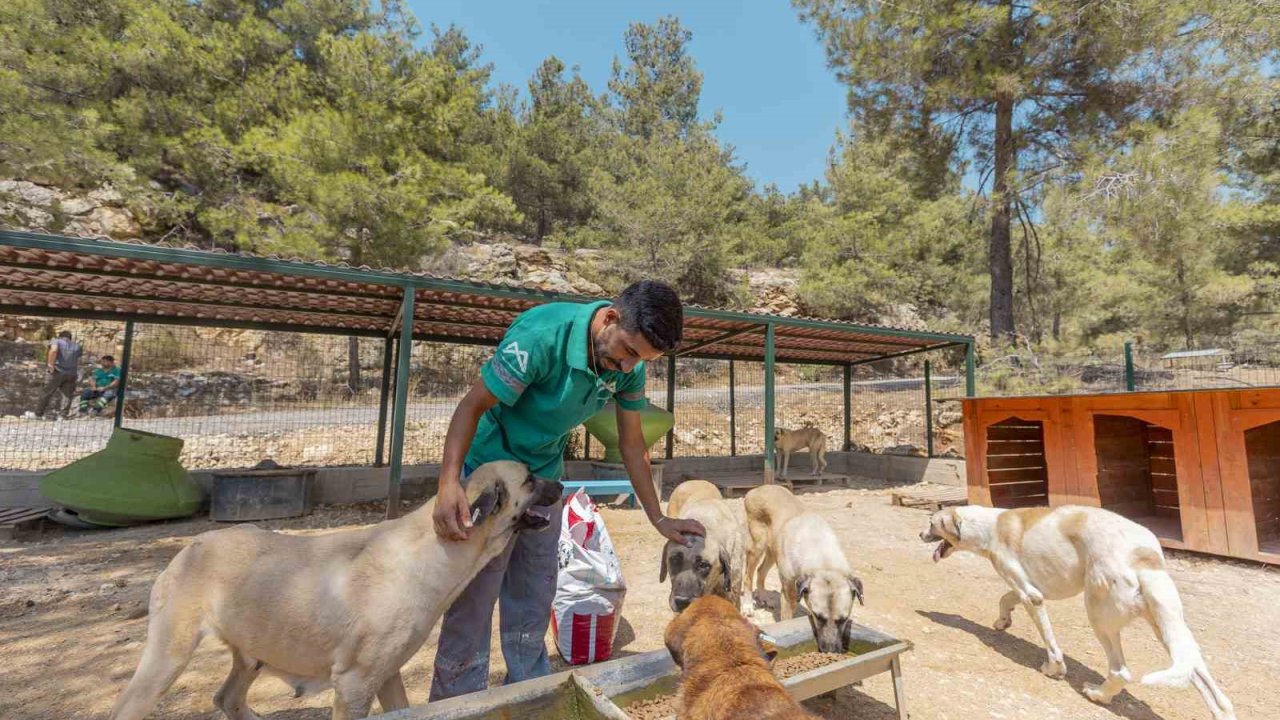 Mersin’de 3 bin 295 kedi ve köpek yeni yuvasına kavuştu