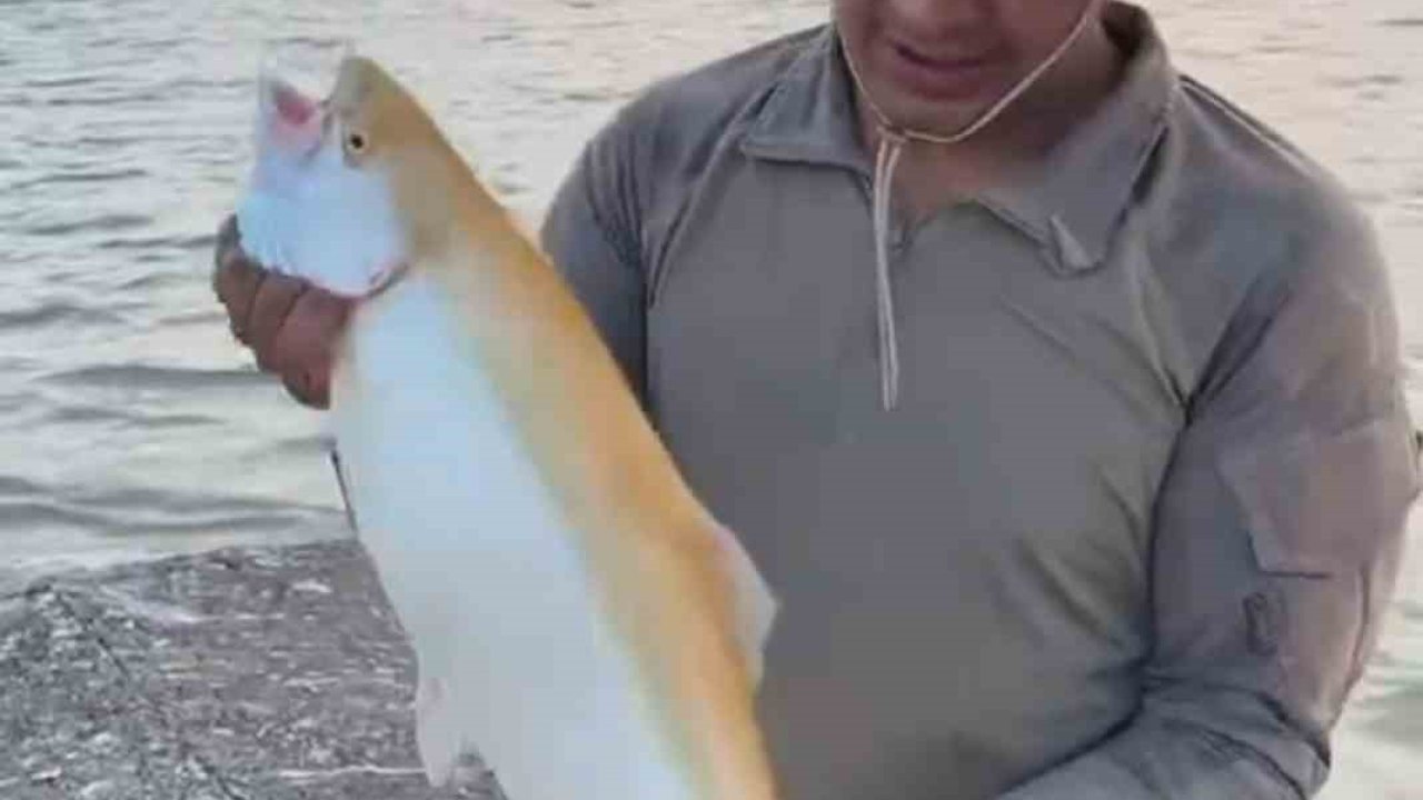 Keban Baraj Gölü’nde  sarı renkli albino alabalık yakalandı