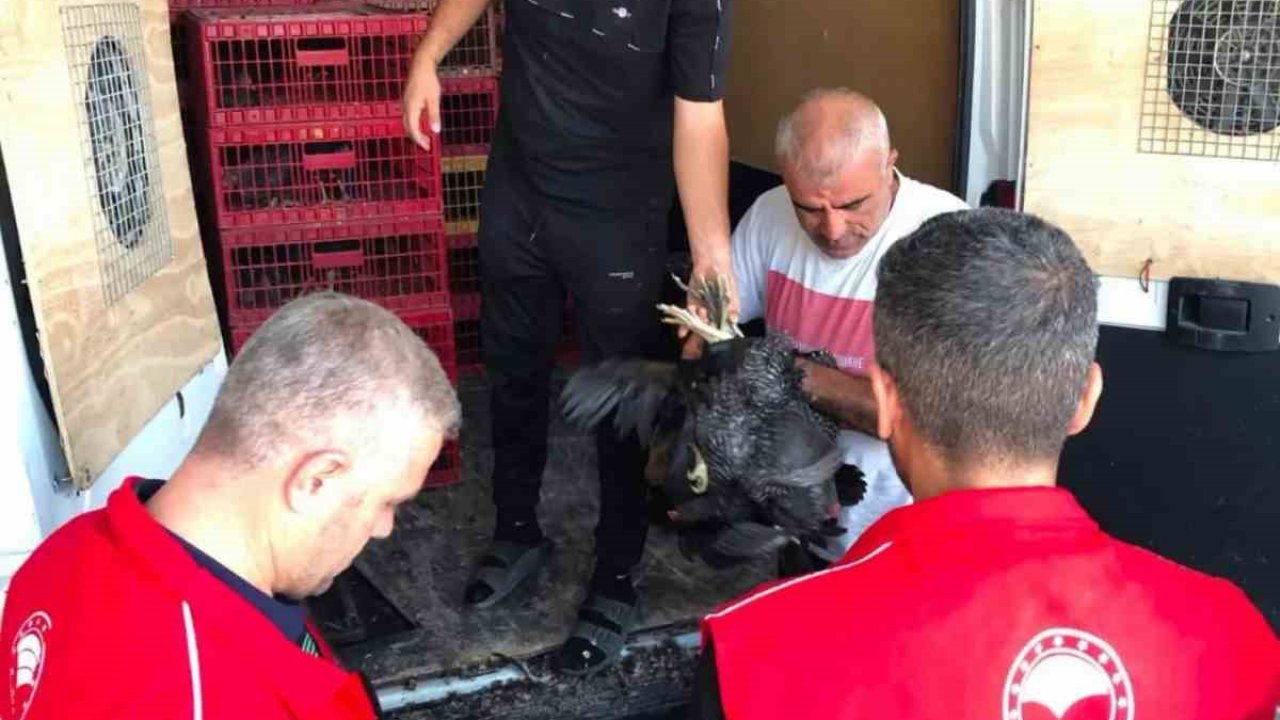 Çelikhan’da 20 aileye 440 kümes hayvanı dağıtıldı