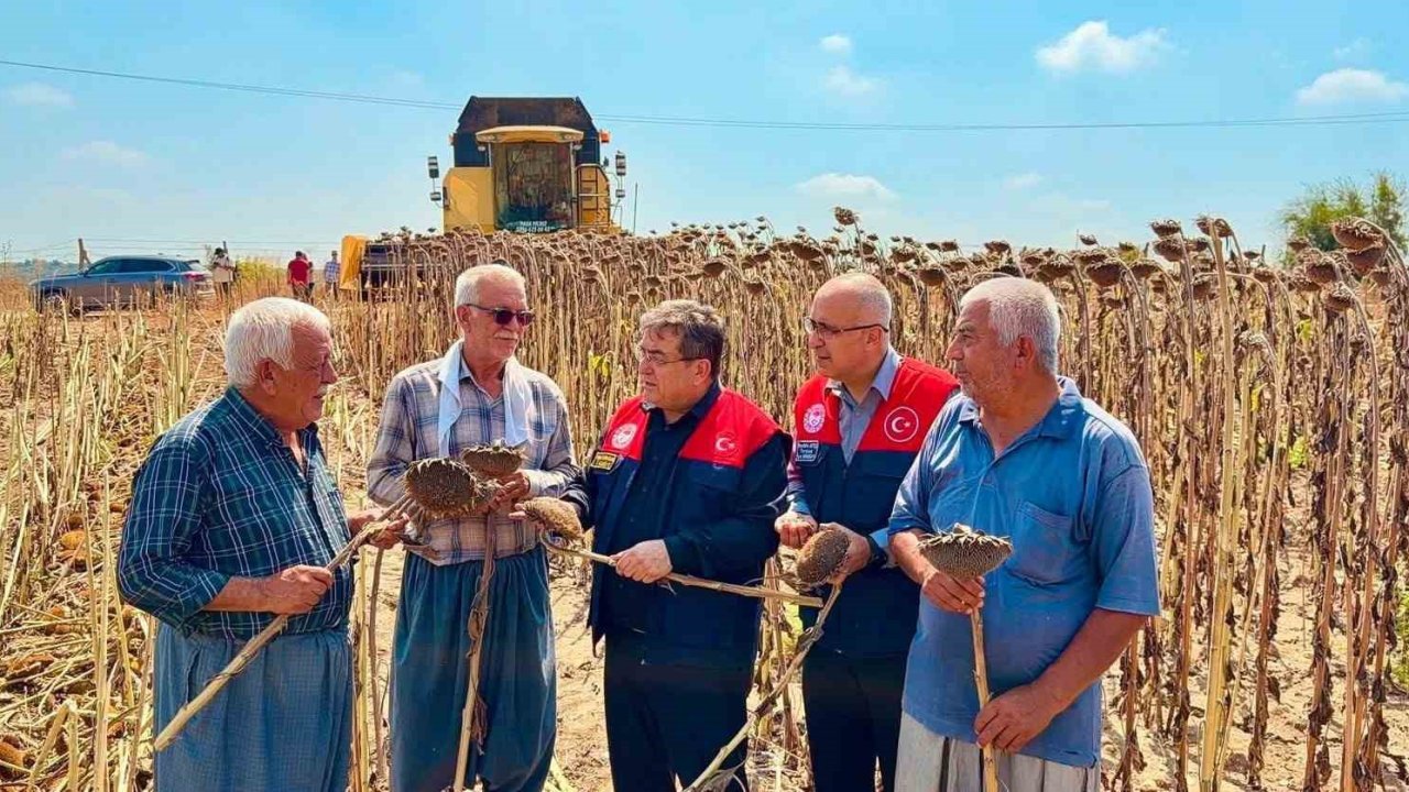 Tarsus’ta ayçiçeğinde 4 bin 485 ton rekolte bekleniyor
