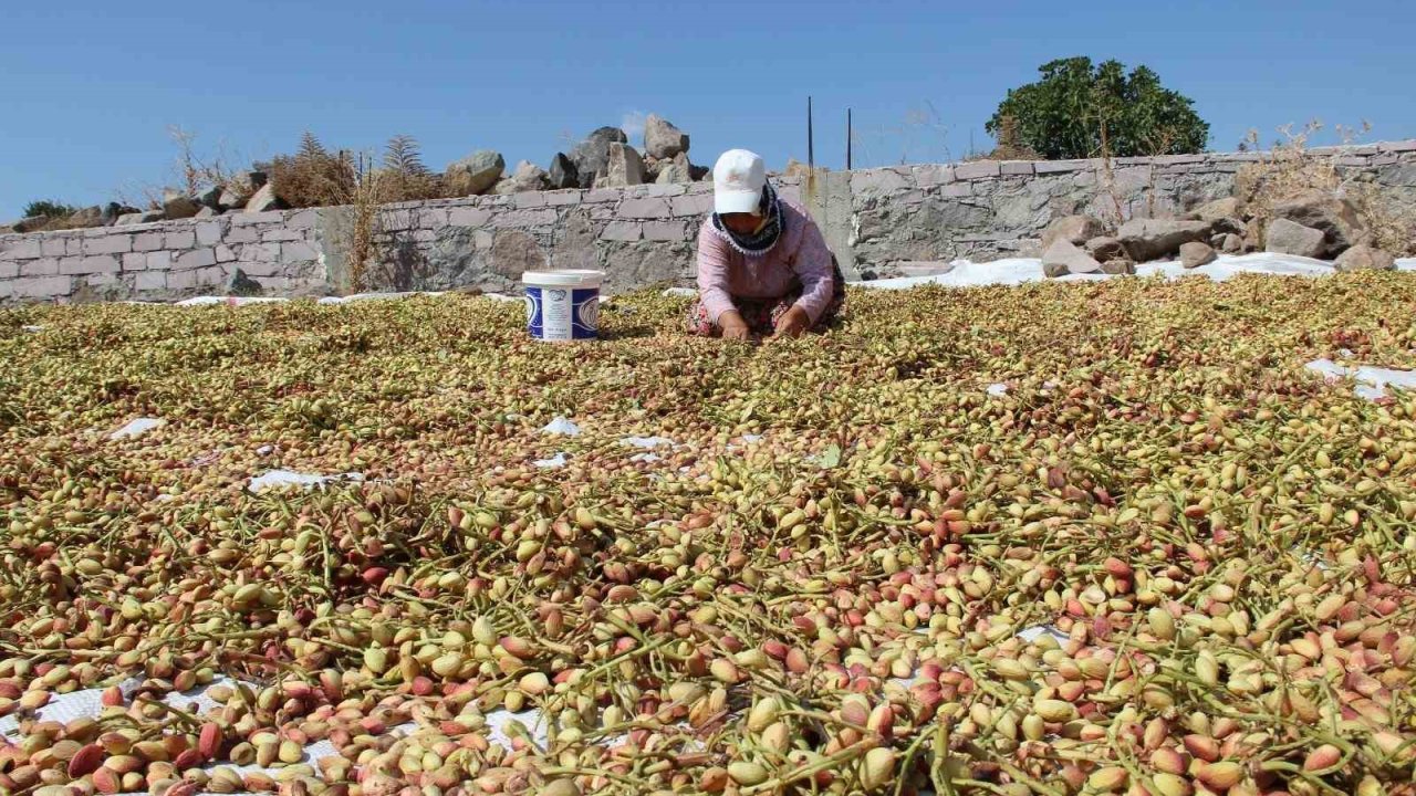 Yuntdağı fıstığı için hasat şenliği düzenlenecek